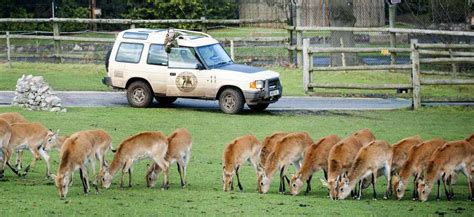 Counting animals gives West Midlands Safari Park staff the hump ...