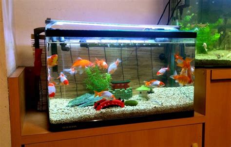 Goldfish Tank Size Guide (What's the Minimum Tank Size?)