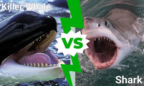 Killer Whale vs Shark - A-Z Animals