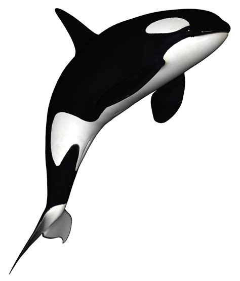 Dolphin Killer whale Black and white - Killer Whale Download Png png download - 1024*1200 - Free ...