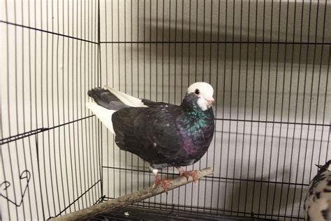 The homing pigeon is a variety of domestic pigeon derived from the Rock Pigeon selectively bred ...