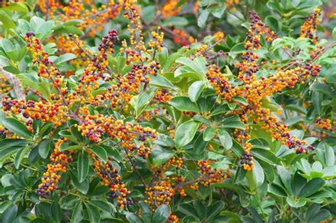 Ryukyu Life: Flower Photos: Dwarf Umbrella Tree or Octopus Tree