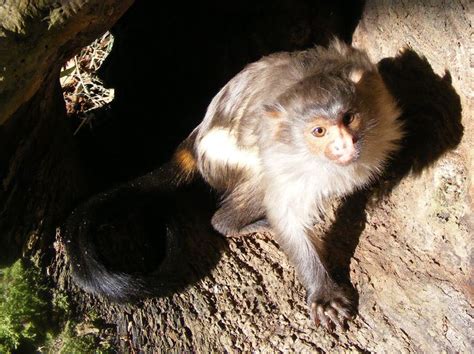 Black tailed marmoset - Alchetron, The Free Social Encyclopedia