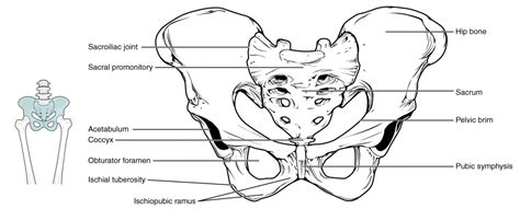 Pelvic Girdle Anatomy