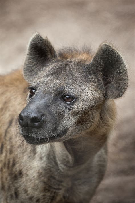 Although dog-like in appearance, the hyena is more...