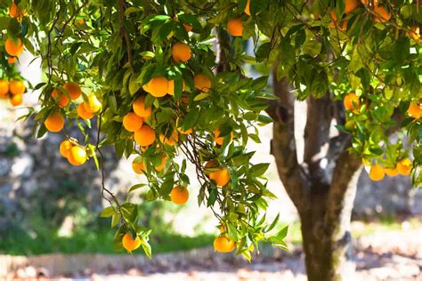 7 Orange Tree Diseases: How to Identify and Treat Them - Minneopa Orchards