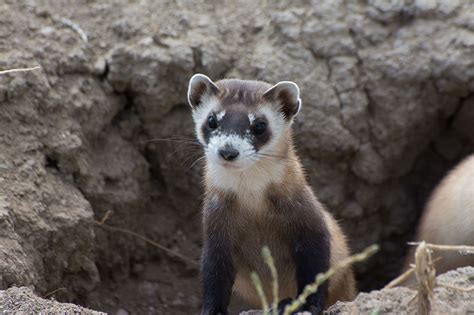 Black-footed Ferret: Rebounding in the Badlands (U.S. National Park Service)