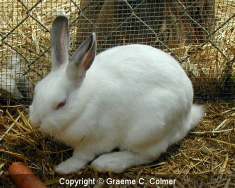 European rabbit (Oryctolagus cuniculus)