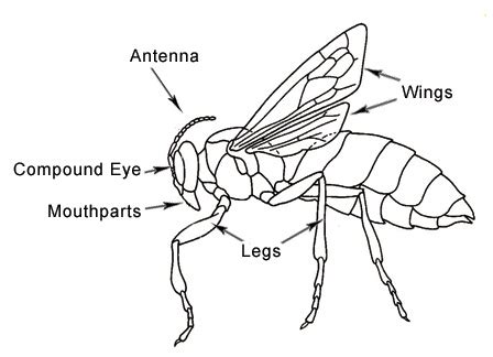 How to Make an Awesome Insect Collection | Purdue | entomology | insect | collect | supplies ...