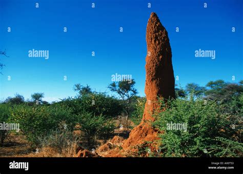 termite hill, Namibia Stock Photo - Alamy