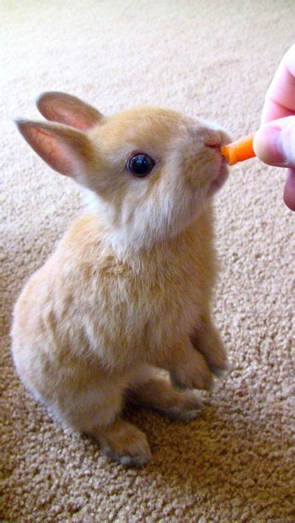 Eating Bunny Pictures, Photos, and Images for Facebook, Tumblr ...