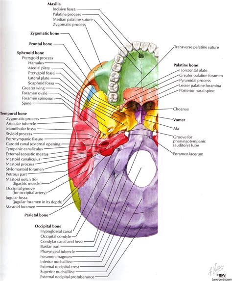 Stylomastoid Foramen – Location and Structures passing through it