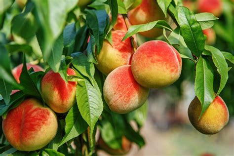 Dwarf Peach Tree Varieties – Learn About Different Kinds Of Dwarf Peach Trees | Gardening Know How