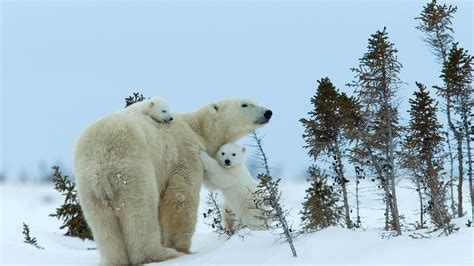 Majestic Polar Bears - 4K Ultra HD Wallpaper