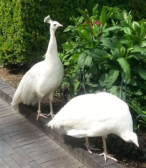 Pictures of Large Birds | Bird pictures, Birds, Albino peacock