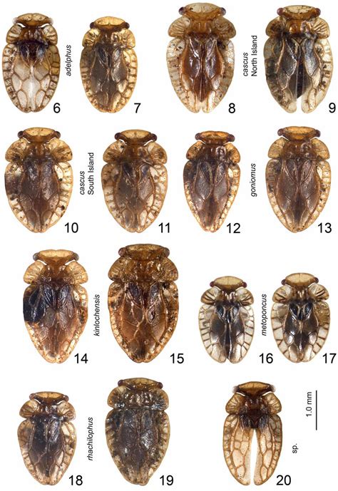 Xenophyophores Size