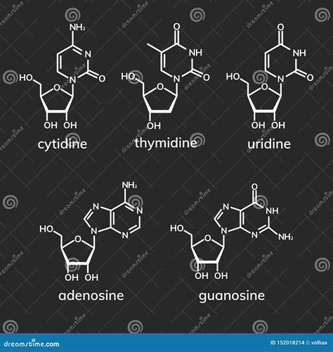 Pyrimidine and Purine Nucleosides Stock Vector - Illustration of adenine, dark: 152018214