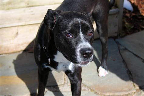 Chihuahua Mixed With Pitbull Black - Pets Lovers