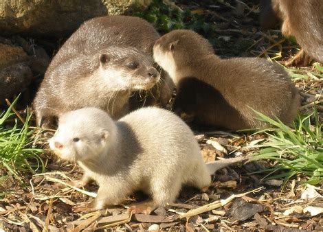 Extremely Rare White Otter Cubs - ZooBorns