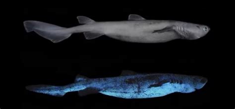 Glow-in-the-Dark Shark Is Real: Bioluminescence Fish Photographed for ...