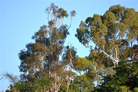 Australian Trees Free Stock Photo - Public Domain Pictures