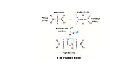 Peptide bonds in proteins - ScienceQuery