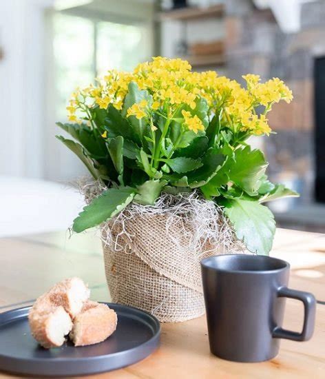 17 Beautiful Succulent with Yellow Flowers | Balcony Garden Web