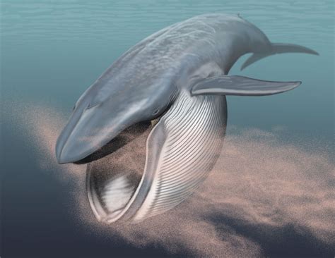 Researchers find first genetic evidence for loss of teeth in the common ancestor of baleen whales