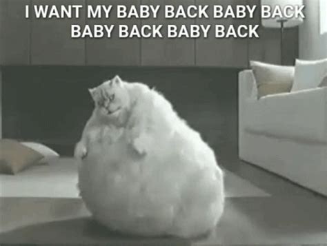 Fat Cat GIF - Fat Cat Funny - Discover & Share GIFs