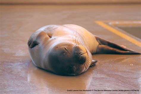 Underweight Hawaiian Monk Seal Pup Rescued Off Midway Atoll : Kauai Now