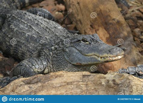 Closeup American Alligator Showing His Teeth Stock Photo - Image of profile, showing: 242709172