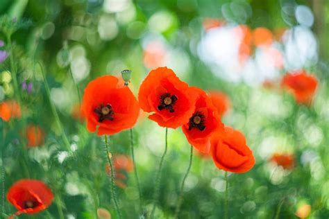 "Poppy Flower Field" by Stocksy Contributor "Pixel Stories" - Stocksy