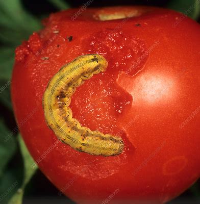 Tomato fruitworm - Stock Image - C006/5682 - Science Photo Library