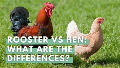 Rooster Vs Hen: How To Tell The Difference?