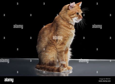 side view of cute domestic red cat sitting on reflecting surface on black Stock Photo - Alamy