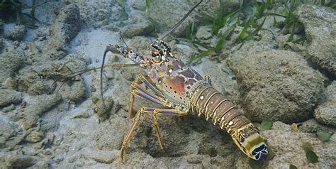 The Caribbean Spiny Lobster and Other Unique Crustaceans - Caribbean Compass