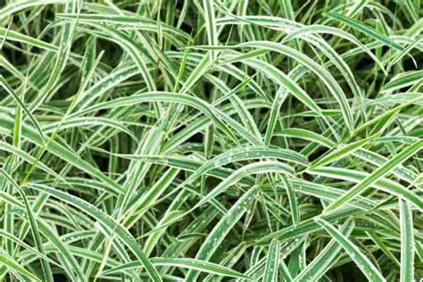 Carex morrowii 'Variegata' (Japanese Sedge)