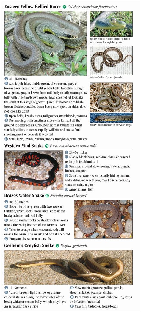 Texas Snake Identification Chart