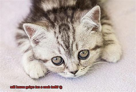 What does a cat crying sound like? - 21Cats.org