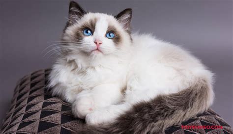 Mèo Ragdoll - Nguồn Gốc Và Cách Nuôi Giống Mèo Phổ Biến Bậc Nhất