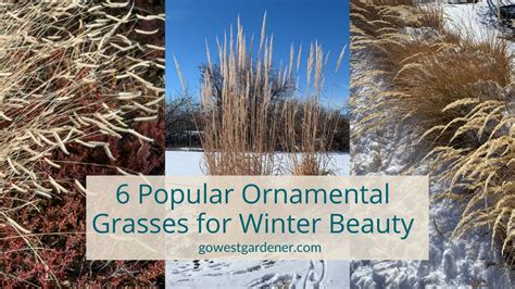 6 Popular Ornamental Grasses to Create a Prettier Winter Garden