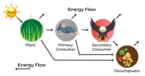 Energy Flow in Ecosystem - Definition, Process, and Importance