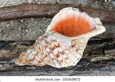 Polynesian Conch Shell Hornseashell Horn Trumpet Stock Photo 1053638072 ...