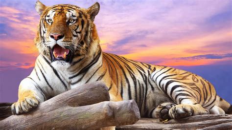 Tiger HD Wallpaper (81+ images)