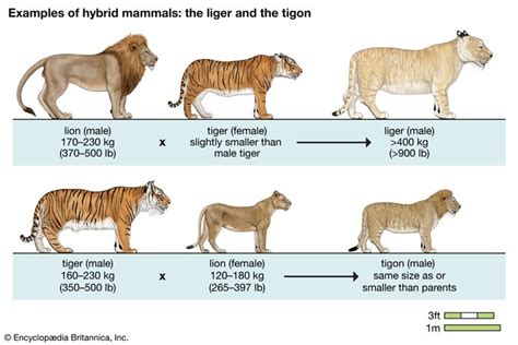 liger | Size & Facts | Britannica