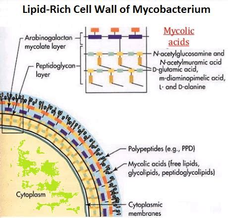 Mycobacterium Tuberculosis Cell Structure