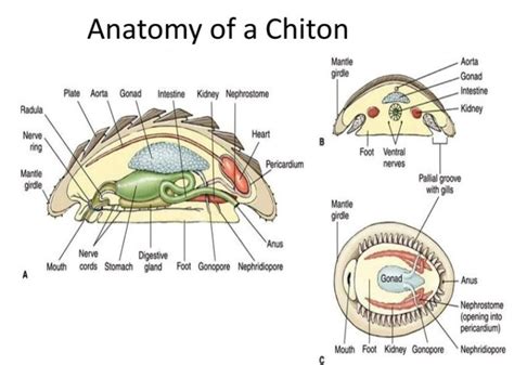 Chiton Anatomy Diagram | Anatomy System - Human Body Anatomy diagram and chart images