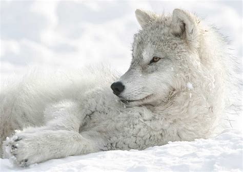 Arctic Wolf Pup in Winter Relaxing - Cool Wildlife