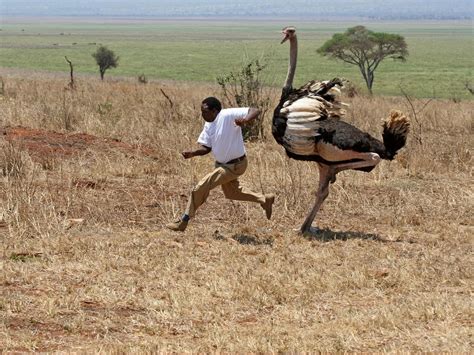 Are Ostriches Dangerous? (Reasons They Attack + How To… | Birdfact