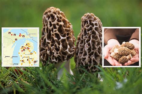 Some Of The Best Places in Michigan To Hunt For Morel Mushrooms